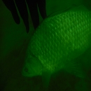 DSCN6392
